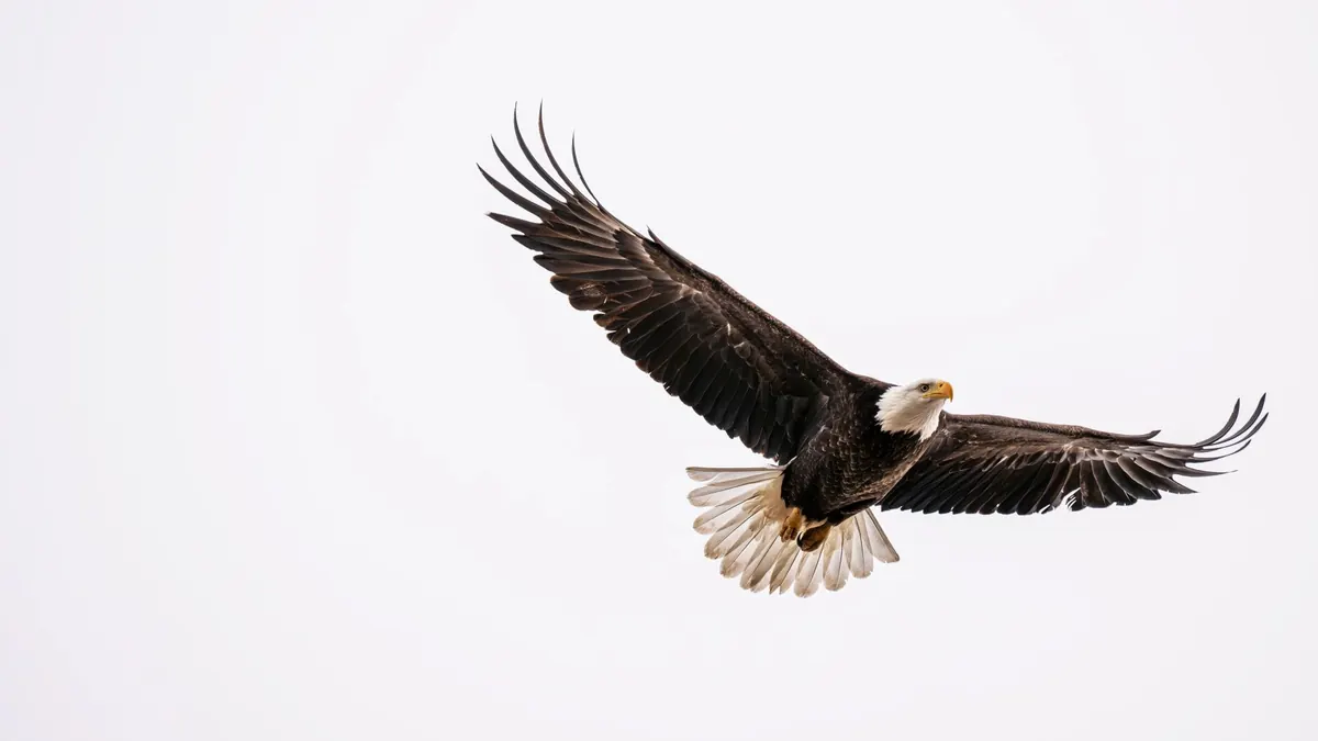 Where to See Golden Eagles and White-Tailed Eagles Around Scottish Lochs